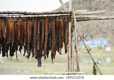 Fish drying on racks in the open air in the remote village of Niaqornat, Greenland