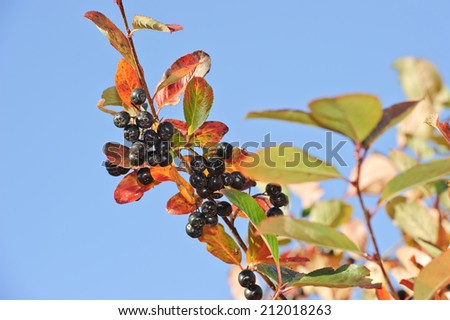 Aronia berries and blue sky. Aronia berries are recognized as a super berry. They have one of the highest levels of antioxidants in the berry world, and are considered to have anti cancer properties.