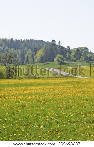 Country road winds through landscape. Fields are covered in dandelion flowers. Power lines beside the road. Pine and birch forest in background