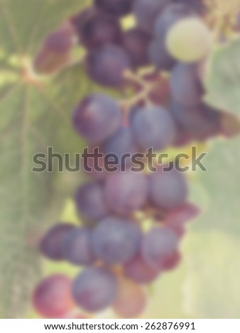 Blurred background of a bunch of ripe purple hanging grapes. Designed to work with text overlays including the text colour white. Artistic intent with filters and desaturation.