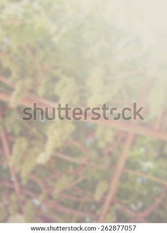 Blurred background of green ripe grapes hanging from a pergola. Designed to work with text overlays including the text colour white. Artistic intent with filters and desaturation.