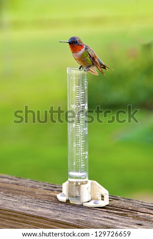 Male Rudy-Throated Hummingbird sitting on rain  gauge.