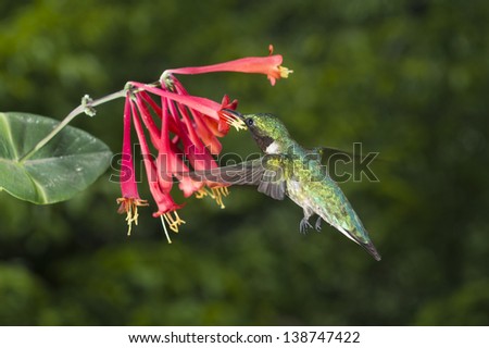 Back of a Male Ruby-Throated Hummingbird