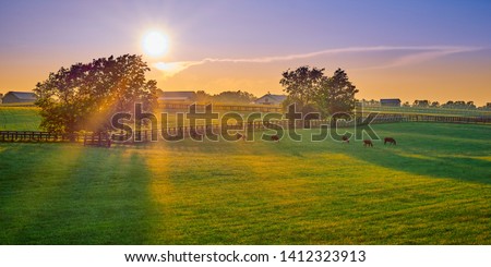 Similar – Image, Stock Photo Horses pasturing on meadow