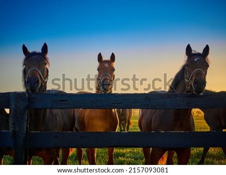 Similar – Image, Stock Photo Horses pasturing on meadow