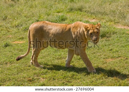 Lioness in the field in Africa.