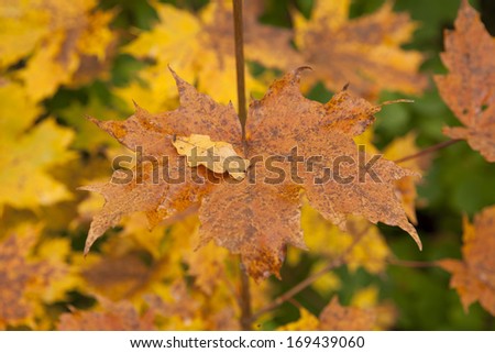 Earth tunes colors in the leaves. Maple leaves and a small oak in close up.