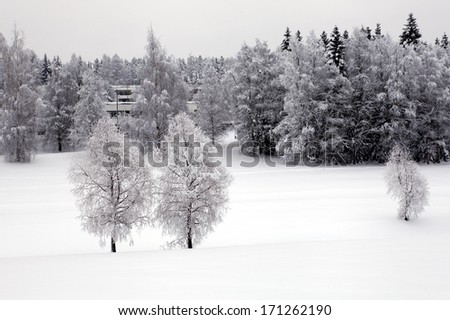 Snowy meadows and snowy trees. Buildings in the forest.