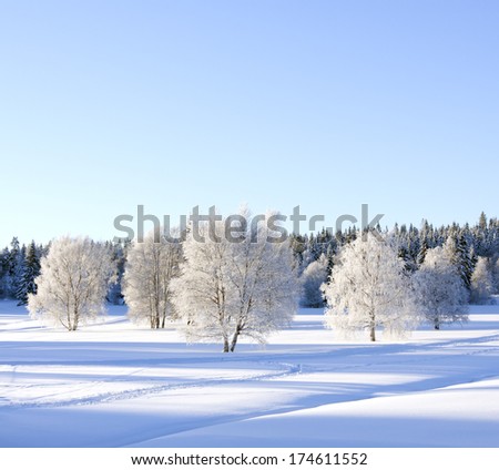 Sunny, very cold winter day with rime on the trees. Cross country tracks.