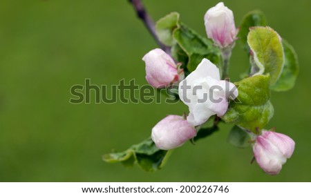 Buds, flowers on an apple tree. Small white, red and orange buds on an apple twig. Close up.