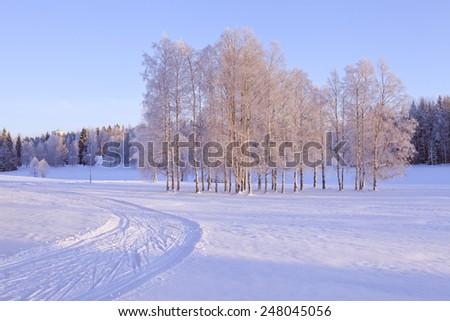 Grove of trees on a snowy meadow. Frost and rime in the trees. Cross country track this side.
