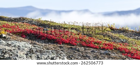 Arctostaphylos alpinus, red bear-berry on a rocky ground.. Fog and mountain in the background.