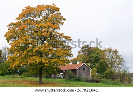 A red wooden cabin beyond a huge tree. Colorful trees and lawn.