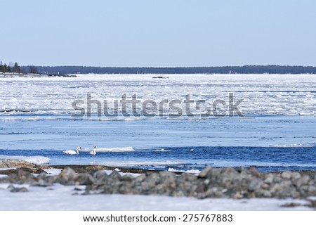 Coast, coastline and shore of the Baltic Sea in March during the day, hours when the ice at sea breaks up. Sunny day by the sea. Mute swans, Cygnus olor in a pond this side.