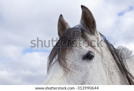 A white and gray Arabian horse head in close up, macro. Portrait of a Arabian mare during winter in it´s paddock.