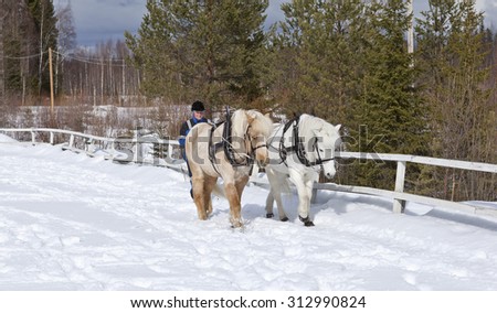 LAPLAND, SWEDEN ON APRIL 04. Two Icelandic horses in work on April 04, 2015 in Lapland, Sweden. Winter training for cart and wagon. Unidentified Coach woman behind.