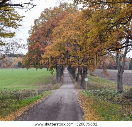 Approach, entry through a alley of colorful trees. Oak trees along a gravel, dirt road. A trail, travel on foot or bike in Sweden.