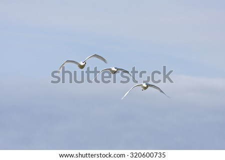 Whooper swan in formation, bird migration. Cygnus cygnus, in seasonal movement between breeding and wintering grounds.
