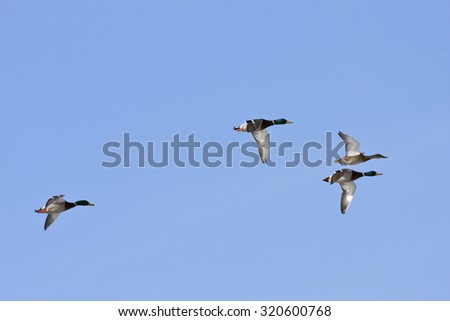 Mallards, wild duck in bird migration. Anas platyrhynchos, in seasonal movement between breeding and wintering grounds.