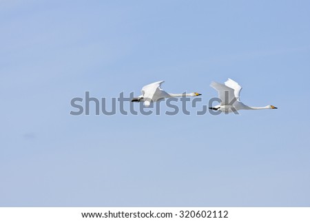 Whooper swan in formation, bird migration. Cygnus cygnus, in seasonal movement between breeding and wintering grounds.