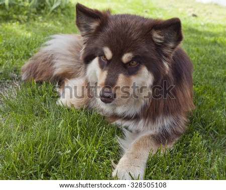 A Finnish Lapphund (herding reindeer by the Lapps), female rests in a garden. Ready for activity, ball.