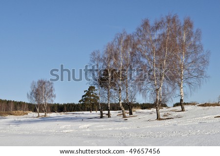 View of birch trees in ravine on forest background in winter time