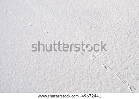Close up of snow surface background with bird\'s footprints