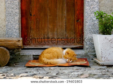 red cat sleeping in front of the door