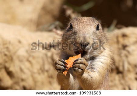 cute little prairie dog eating carrots