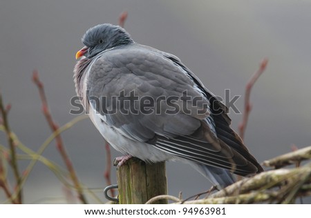 wood pigeon(Columba palumbus) on a fence