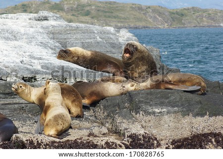 Colony of Patagonian Sea Lions, Beagle Channel, Patagonia, Argentina, South America