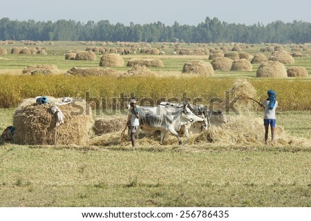 GONDAR, ETHIOPIA - NOVEMBER 26, 2014: People working with animals on a field on November 26, 2014 in Ethiopia, Africa