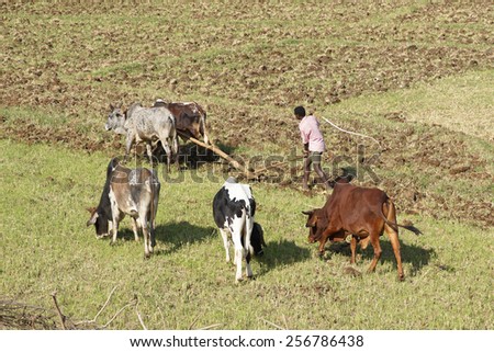 GONDAR, ETHIOPIA - NOVEMBER 26, 2014: Man working with animals on a field on November 26, 2014 in Ethiopia, Africa