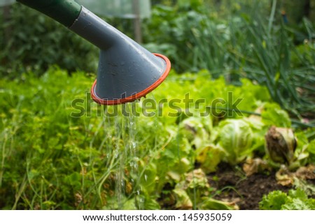 Watering can dripping water on vegetables
