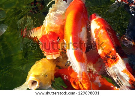 Koi Huddle, yellow koi fish with open mouth along with multi-colored koi fish on the surface of a koi pond.