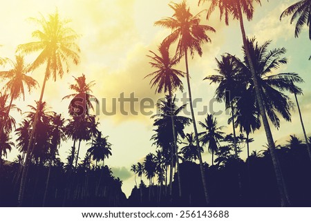 Tropical jungle background with palm tree silhouettes at sunset. Vintage effect.