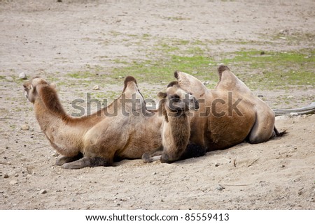 Two camels laying down resting on the ground