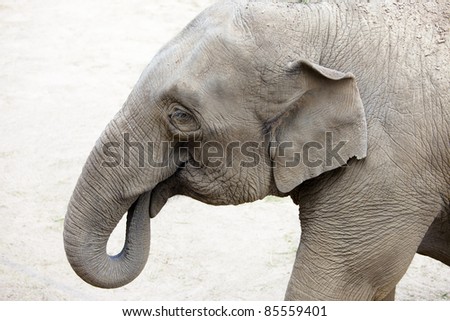 Close up of elephant in profile. Animal has trunk in mouth