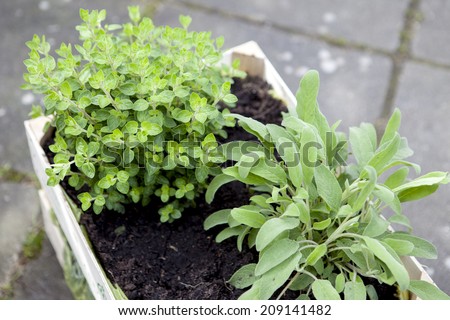 Sage and oregano growing in a plant box. Shallow focus