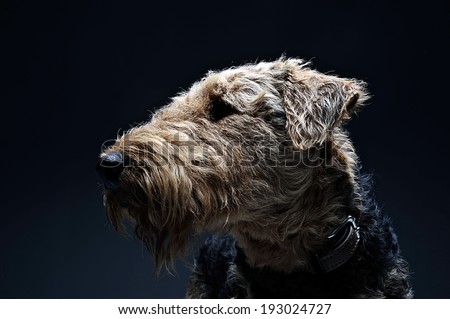 Beautyful Airedale Terrier in studio with dark background