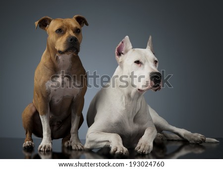 Dogo Argentino and Staffordshire Terrier on the shiny floor