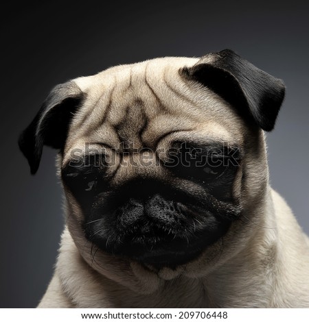 Funny Pug looking out of the camera in studio