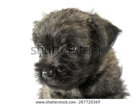Puppy  cairn terrier portrait in studio