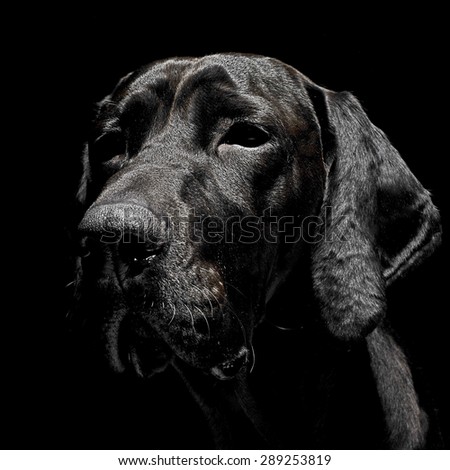 mixed breed black dog portrait in black background