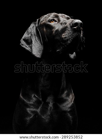mixed breed black dog portrait in black background