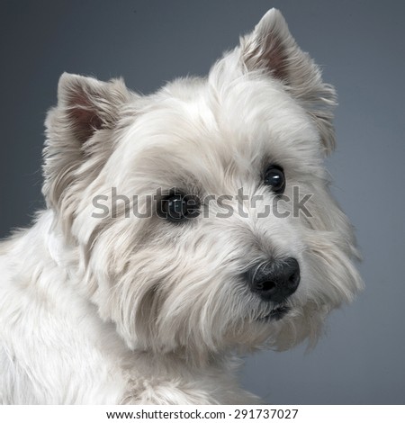 white west highland terrier portrait in studio