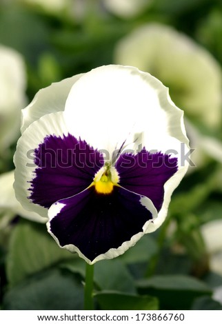 Purple Pansy macro / Pansy / Flower Power