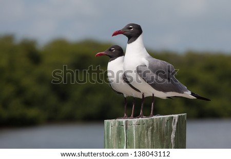 Double Trouble. Two Laughing Gulls surveying the sights at Marathon Key in the Florida Keys.