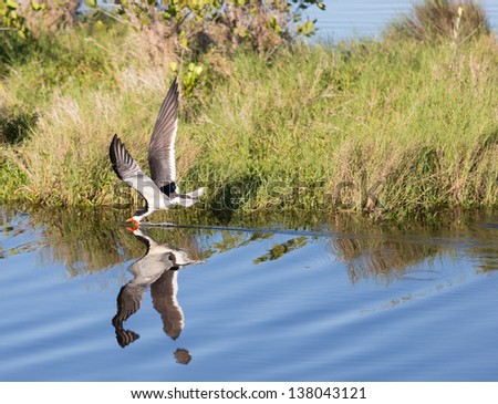 Black Skimmer. The black skimmer catches fish by literally skimming the water with hos lower beak.