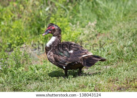 Muscovy Duck. This duck is considered an ornamental species by some and a pest by others.